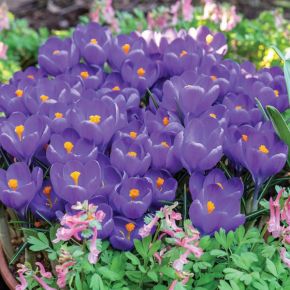 Blue Ocean Snow Crocus